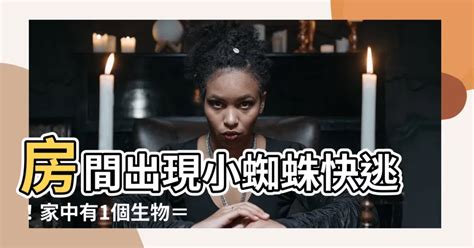 房間 一直 出現 小蜘蛛